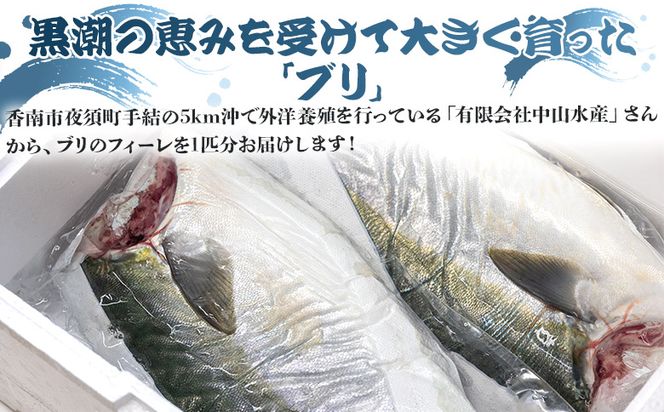 ぶり 半身 鰤 フィレ 約3.2kg～3.9kg 刺身  期間限定 魚 ぶり 鰤 寒ブリ 海鮮 鮮魚 魚介類 切り身 海の幸 ny-0011