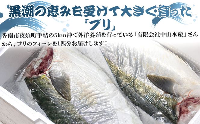 ぶり 半身 鰤 フィレ 約3.2kg～3.9kg 刺身 【先行予約】- 期間限定 魚 ぶり 鰤 寒ブリ 海鮮 鮮魚 魚介類 切り身 海の幸 ギフト お刺身 煮物 焼き魚 おかず 産地直送 のし対応可 高知県 香南市 ny-0004