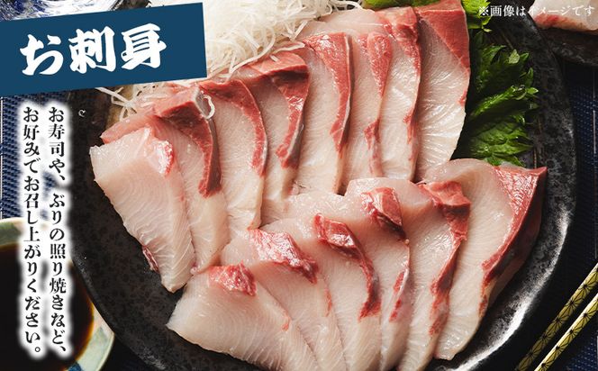 ぶり 半身 鰤 フィレ 約3.2kg～3.9kg 刺身  期間限定 魚 ぶり 鰤 寒ブリ 海鮮 鮮魚 魚介類 切り身 海の幸 ny-0011