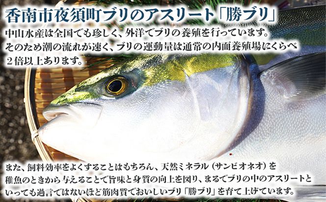 【期間限定】中山水産 手結沖養殖「勝ブリ」 1匹(5kg～6kg) ny-0003