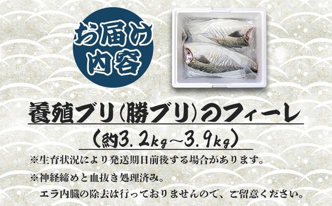 ぶり 半身 鰤 フィレ 約3.2kg～3.9kg 刺身  期間限定 魚 ぶり 鰤 寒ブリ 海鮮 鮮魚 魚介類 切り身 海の幸 ny-0011