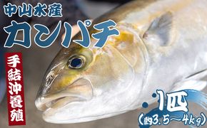 カンパチ 鮮魚 １匹 3.5kg～4kg 【先行申込】 手結沖養殖 - 期間限定 魚 かんぱち 海鮮 鮮魚 魚介類 海の幸 ギフト お刺身 煮物 焼き魚 おかず 産地直送 高知県 香南市 ny-0005