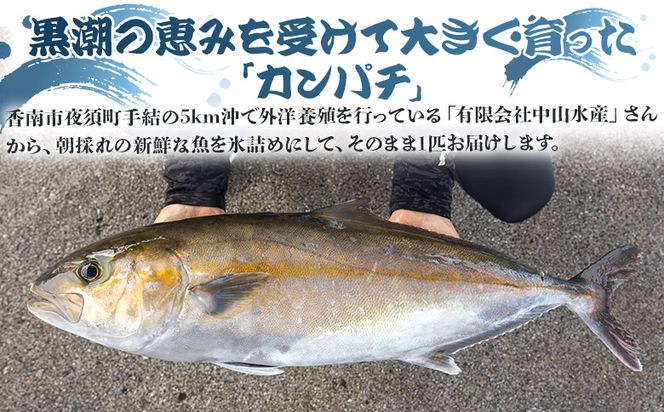 カンパチ 鮮魚 １匹 3.5kg～4kg 【先行申込】 手結沖養殖 - 期間限定 魚 かんぱち 海鮮 鮮魚 魚介類 海の幸 ギフト お刺身 煮物 焼き魚 おかず 産地直送 高知県 香南市 ny-0005