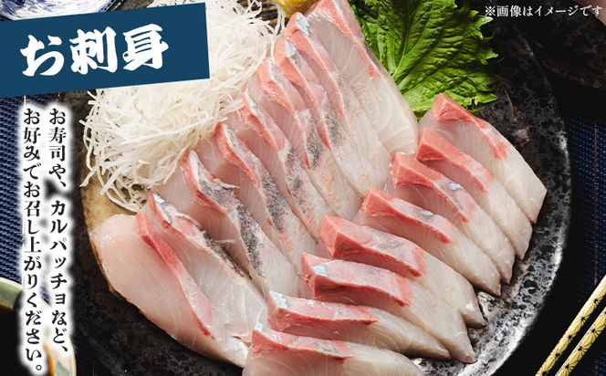 カンパチ 鮮魚 １匹 3.5kg～4kg 【先行申込】 手結沖養殖 - 期間限定 魚 かんぱち 海鮮 鮮魚 魚介類 海の幸 ギフト お刺身 煮物 焼き魚 おかず 産地直送 ny-0005