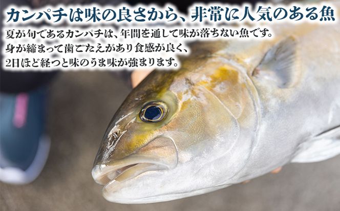 カンパチ 鮮魚 １匹 3.5kg～4kg 【先行申込】 手結沖養殖 - 期間限定 魚 かんぱち 海鮮 鮮魚 魚介類 海の幸 ギフト お刺身 煮物 焼き魚 おかず 産地直送 ny-0005