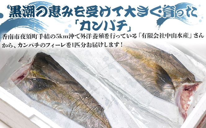 カンパチ 鮮魚 カンパチフィレ 約2.2kg～2.6Kg 手結沖養殖 - 期間限定 魚 かんぱち 海鮮 鮮魚 魚介類 切り身 海の幸 ギフト お刺身 煮物 焼き魚 おかず 手結沖養殖 産地直送  高知県 香南市 ny-0008