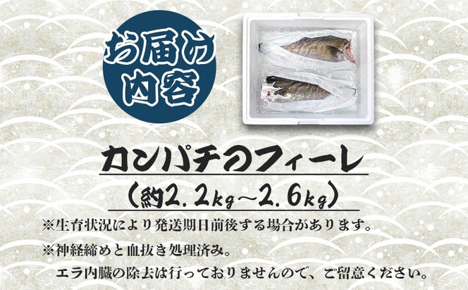 カンパチ 鮮魚 カンパチフィレ 約2.2kg～2.6Kg 手結沖養殖 - 期間限定 魚 かんぱち 海鮮 鮮魚 魚介類 切り身 海の幸 ギフト お刺身 煮物 焼き魚 おかず 手結沖養殖 産地直送  高知県 香南市 ny-0008