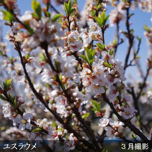 すだ農園＞2年生 苗木◇ユスラウメ(山桜桃)[地中ポット苗 2022年