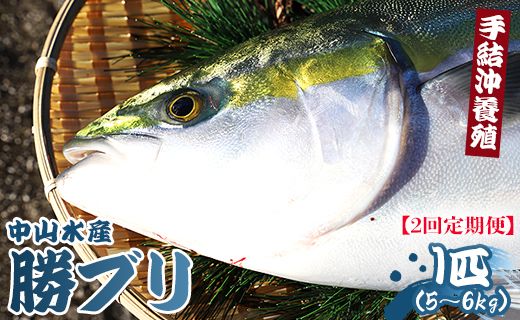 ブリ 鰤 1匹(5kg～6kg) 2回 定期便 海鮮 【先行申込】 - 勝ブリ 期間限定 魚 ぶり 鰤 寒ブリ 海鮮 鮮魚 魚介類 海の幸 ギフト お刺身 煮物 焼き魚 おかず 手結沖養殖 産地直送 のし対応可 高知県 香南市 Wny-0006