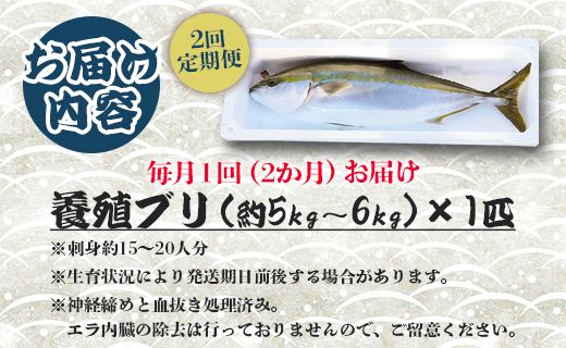 ブリ 鰤 1匹(5kg～6kg) 2回 定期便 海鮮 【先行申込】 - 勝ブリ 期間限定 魚 ぶり 鰤 寒ブリ 海鮮 鮮魚 魚介類 海の幸 ギフト お刺身 煮物 焼き魚 おかず 手結沖養殖 産地直送 のし対応可 高知県 香南市 Wny-0006