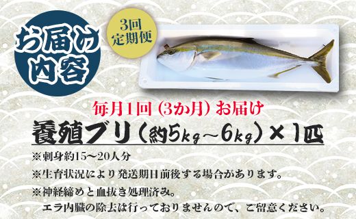 ブリ 鰤 1匹 3回 定期便 海鮮 5kg～6kg 【先行申込】 - 期間限定 魚 ぶり 鰤 寒ブリ 海鮮 鮮魚 魚介類 海の幸 ギフト お刺身 煮物 焼き魚 おかず 手結沖養殖 産地直送 のし対応可 高知県 香南市 Wny-0007