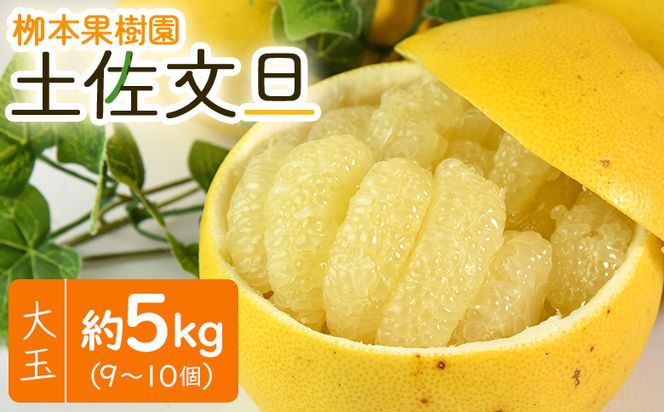 文旦 高知 土佐文旦 5kg 大玉9～10玉 - 果物 フルーツ 柑橘 ぶんたん ブンタン おいしい 特産品 期間限定 数量限定 先行予約 柳本果樹園 高知県 香南市 常温 yg-0007