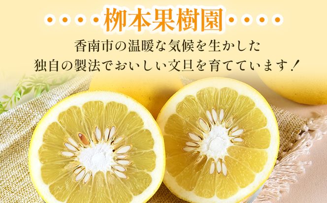 土佐文旦 家庭用 5kg 約11玉 - 果物 フルーツ 柑橘 ぶんたん ブンタン おいしい 訳あり キズ 大小混合 送料無料 特産品 先行予約 期間限定 数量限定 柳本果樹園 高知県 香南市 常温 yg-0009