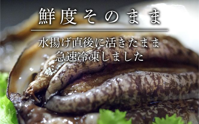 蝦夷あわび 約600g 冷凍 鮑 あわび アワビ 鮑 Abalone ステーキ 刺し身 刺身 バーベキュー  バターソテー 正月 お正月 おせち  BBQ ごはん 夕飯 おかず おつまみ 晩酌 米 丼 海産物 海鮮 魚介 魚介類 贈答品 お中元 お歳暮 大船渡 三陸 岩手県 国産[56500426_1]
