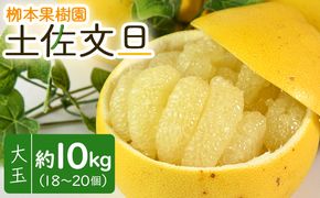 文旦 10ｋｇ 高知 土佐文旦 10kg 大玉18～20玉 - 果物 フルーツ 柑橘 ぶんたん おいしい 特産品 先行予約 期間限定 数量限定 柳本果樹園 高知県 香南市 常温 yg-0008