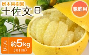 土佐文旦 家庭用 5kg 約11玉 - 果物 フルーツ 柑橘 ぶんたん ブンタン おいしい 訳あり キズ 大小混合 送料無料 特産品 先行予約 期間限定 数量限定 柳本果樹園 高知県 香南市 常温 yg-0009