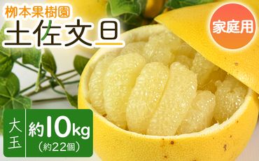 土佐文旦 家庭用 10kg 約22玉 - 果物 フルーツ 柑橘 ぶんたん ブンタン おいしい 訳あり キズ 大小混合 送料無料 特産品 先行予約 期間限定 数量限定 柳本果樹園 高知県 香南市 常温 yg-0010