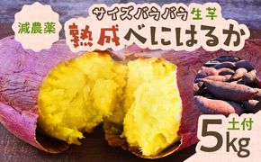 サイズバラバラ熟成べにはるか（生芋）土付き 5kg　K270-001