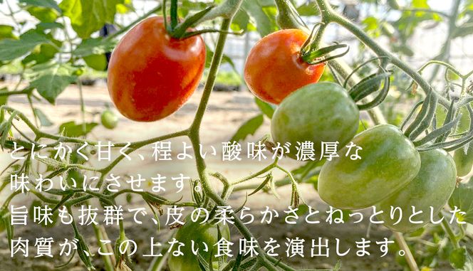 ミニトマト（マドンナ）約1kg 【1月下旬発送開始】 ミニトマト マドンナ とまと リコピン トマト 野菜 [AY08-NT]