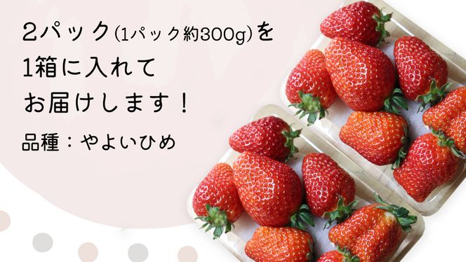 【 先行予約 】 やよいひめ ( 2パック ) 特大 デラックス サイズ 【 2025年1月から発送開始 】  ( 茨城県共通返礼品 : 常陸太田市 ) 約 300g × 2 パック やよいひめ ヤヨイヒメ 弥生姫 いちご 数量限定 果物 くだもの フルーツ 苺 イチゴ 期間限定 [ES012us]