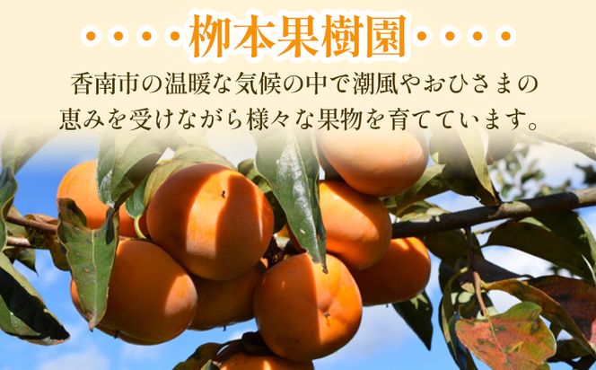 柿 3kg - 果物 くだもの フルーツ カキ かき 甘い おいしい 送料無料 期間限定 季節限定 数量限定 柳本果樹園 高知県 香南市 yg-0014