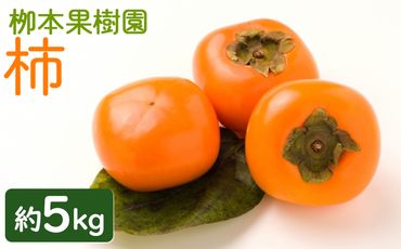 柿 5kg - 果物 くだもの フルーツ カキ かき 甘い おいしい 期間限定 季節限定 数量限定 柳本果樹園 高知県 香南市 yg-0015