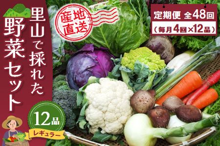 年間定期便48回 里山で採れた野菜セットレギュラー 12品 【有機野菜 おまかせ野菜セット イタリア野菜 西洋野菜 定期便】(H078108)