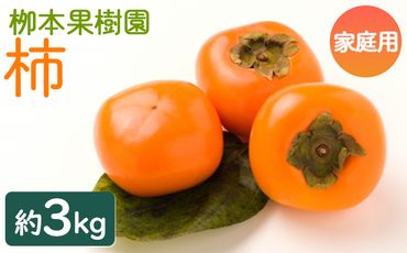 柿 訳あり果物 3kg - ご家庭用 先行予約 果物 くだもの フルーツ カキ かき 甘い おいしい 送料無料 期間限定 季節限定 数量限定 柳本果樹園 高知県 香南市 yg-0016