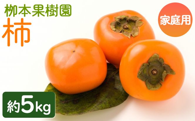 柿 訳あり果物 5kg 先行予約 - ご家庭用 果物 くだもの フルーツ カキ かき 甘い おいしい 期間限定 季節限定 数量限定 柳本果樹園 高知県 香南市 yg-0017