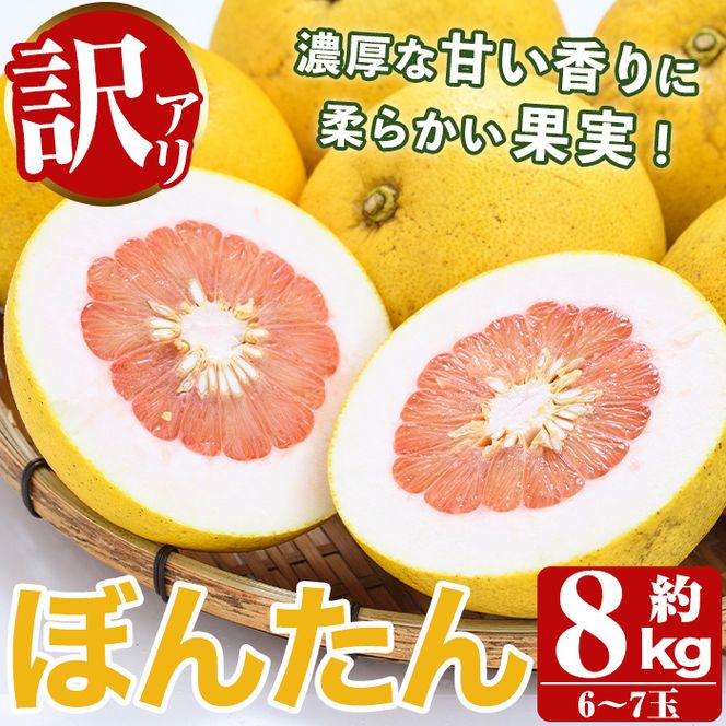 訳あり！数量限定！阿久根産ぼんたん(計8kg・6～7玉）国産 ボンタン 柑橘 果物 期間限定 文旦 訳アリ 不揃い【あくね旬の店いきいき館】akn015-13