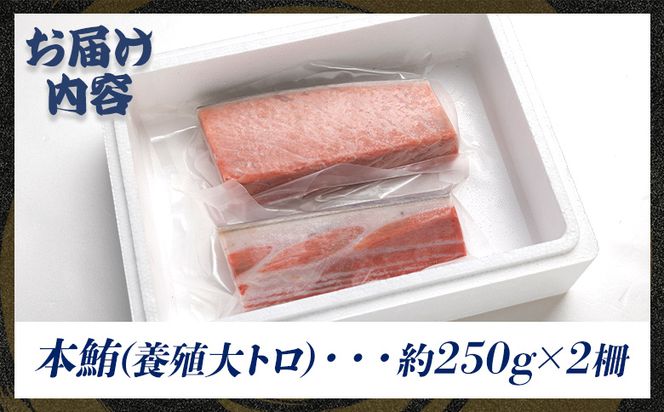 本マグロ 大トロ  2冊 養殖 約500g - 鮪 まぐろ 寿司 刺身 海鮮丼 漬け丼 カルパッチョ おつまみ 海産物 魚介 海の幸 高知県 香南市 oo-0001