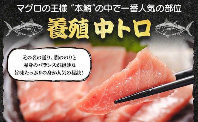 中トロ 定期便 2回 約250g 2冊 養殖 本マグロ 合計1kg Woo-0022