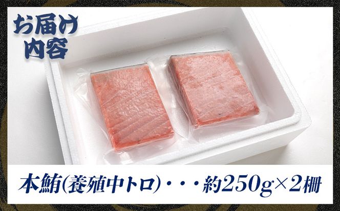 マグロ 本まぐろ 養殖 中トロ 約500g 2冊 oo-0002