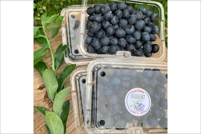 【先行予約／数量限定40】国産 大粒完熟ブルーベリー 生果 200g×4パック（栽培期間中農薬・化学肥料・除草剤不使用）（2026年7月上旬～発送）　KU00069