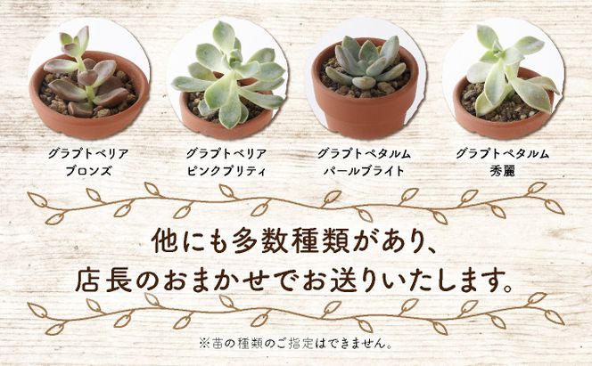 サボテン多肉植物の小苗アソートセットＷーＳ（棘なし） 寄せ植え説明 ...