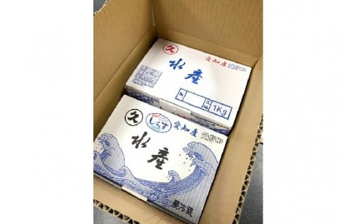 三河しらす 1.4kg（1kg箱入+400g化粧箱入） 魚介類 しらす シラス 国産 海の幸 ご飯のお供 おつまみ しらす丼 グルメ ギフト 贈り物 やみつき 冷凍 H018-048