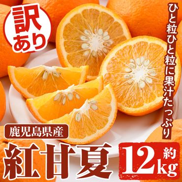 ＜先行予約受付中！2025年3月以降順次発送予定＞訳あり 紅甘夏(約12kg) 国産 鹿児島県産 果物 フルーツ 柑橘 みかん 甘夏【松永青果】a-12-314