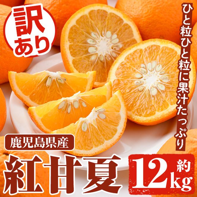 ＜先行予約受付中！2025年3月以降順次発送予定＞訳あり 紅甘夏(約12kg) 国産 鹿児島県産 果物 フルーツ 柑橘 みかん 甘夏【松永青果】a-12-314-z