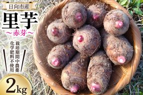 里芋 赤芽 2kg [甲斐自然派農園 宮崎県 日向市 452060525] さといも ホクホク 