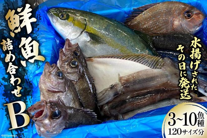 鮮魚 詰め合わせ B 3～10魚種 120サイズ分 産地直送 旬 魚介 魚 さかな / さんりくみらい / 宮城県 気仙沼市 [20560761]