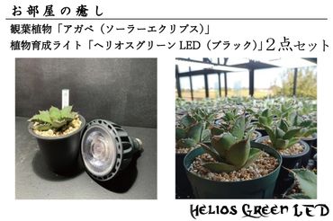 BN005-1　お部屋の癒し　観葉植物「アガベ（ソーラーエクリプス）」と植物育成ライト「ヘリオスグリーンLED（ブラック）」の2点セット