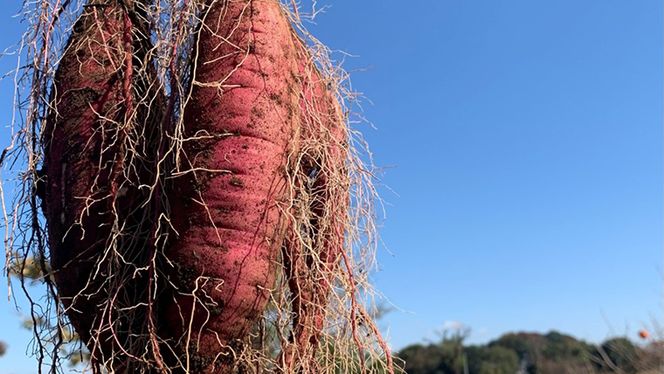 訳あり 無選別 熟成 農家直送 八千代町産 シルクスイート 生芋 約 10kg 農家直送 熟成 イモ 芋 いも おやつ デザート 秋 【 先行予約 2025年10月下旬以降発送 】 [AX035ya]