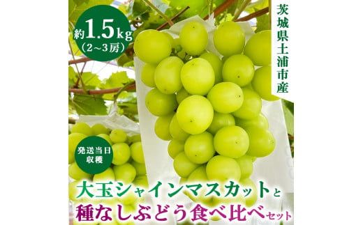 【先行予約】シャインマスカットと食べ比べセット【約1.5キロ】 ※2024年9月中旬～10月下旬頃に順次発送予定