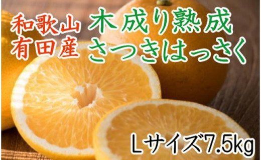  こだわりの和歌山有田産木成り熟成さつき八朔7.5kg(Lサイズ) ★2025年4月より順次発送     BZ038