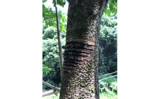 漆箸と漆箸置きのセット /// 漆 箸 漆 器 漆器