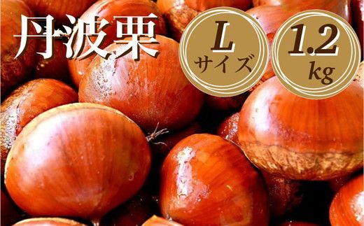[先行予約]期間・数量限定 丹波栗 Lサイズ 1.2kg [丹波四季菜料理 宮本屋]≪くり 栗 丹波産≫ ※2025年9月下旬〜10月下旬頃に順次発送予定