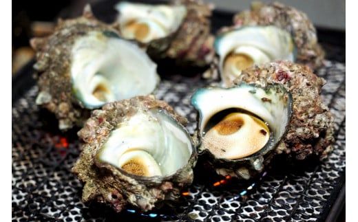 【サザエ 兵庫県香住産 新鮮 天然 活サザエ 1kg（7～10個）冷蔵】※発送目安：入金確認後、順次発送 香住で水揚げされた新鮮なサザエをお届けします。つぼ焼き、炊き込みご飯（サザエ飯）、酒の肴などに