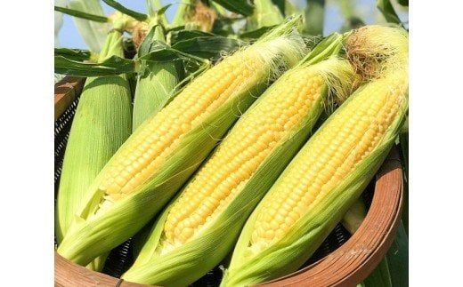 ymɓszy2026Nzyẑ蒼 Â Ƃ낱gɂR[h 3{ H095-028