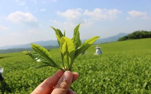 【スピード発送】0B1-26 かわいいパッケージの粉末スティック茶（17本入×3袋）