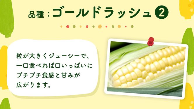 【先行予約】 朝採り とうもろこし （ ゴールドラッシュ ） 約 6kg 《 6月下旬 以降発送 》 トウモロコシ スイートコーン コーン 野菜 産地直送 期間限定 極甘 [AX019ya]